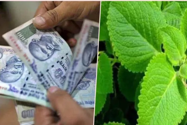 Karpuravalli Benefits: கடன் பிரச்னை நீக்கி வருமானத்தை தரும் கற்பூரவல்லி செடி! வேறென்ன நன்மைகள்? முழு விவரம்