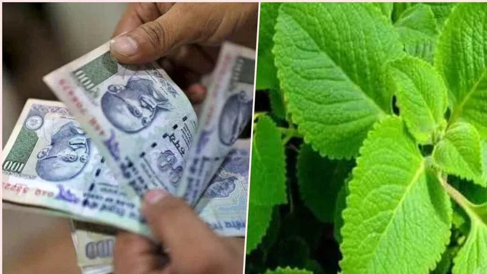Karpuravalli Benefits: கடன் பிரச்னை நீக்கி வருமானத்தை தரும் கற்பூரவல்லி செடி! வேறென்ன நன்மைகள்? முழு விவரம்