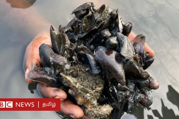 எண்ணூர் - பழவேற்காடு: தென் அமெரிக்க சிப்பிகள் வரவால் சிங்க இறால், நெத்திலி மீனுக்கு ஆபத்து