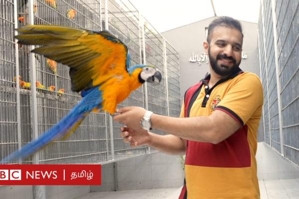 இந்தப் பறவையின் விலை ரூ.12 லட்சமா? - பாகிஸ்தானில் சிறகடிக்கும் வியாபாரம் - வீடியோ