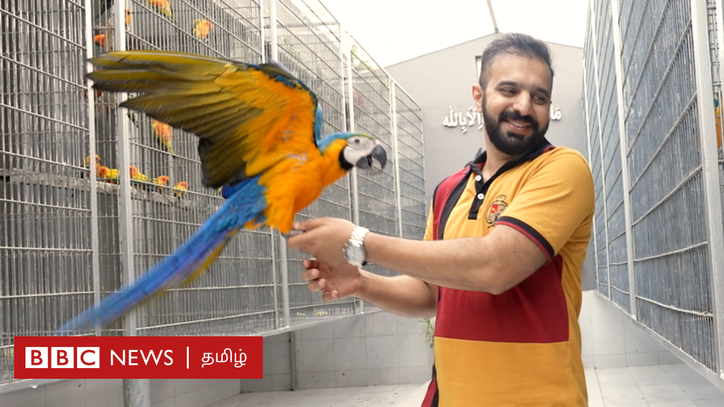 இந்தப் பறவையின் விலை ரூ.12 லட்சமா? - பாகிஸ்தானில் சிறகடிக்கும் வியாபாரம் - வீடியோ