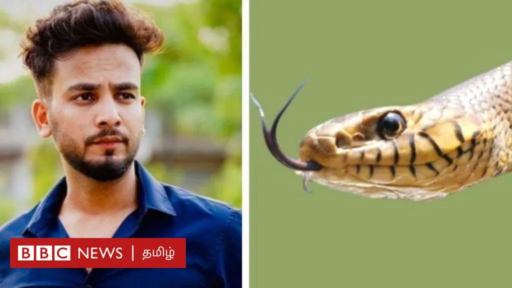 போதை விருந்துகளில் பாம்பு விஷம் ஏன்? மார்ஃபின், ஓபியத்தை விட பாம்புக்கடி போதை தருமா?