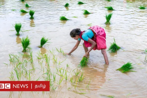 தமிழ்நாடு: மழை நீரில் ஒரு வாரம் மூழ்கிய பயிர்களை காப்பது எப்படி?