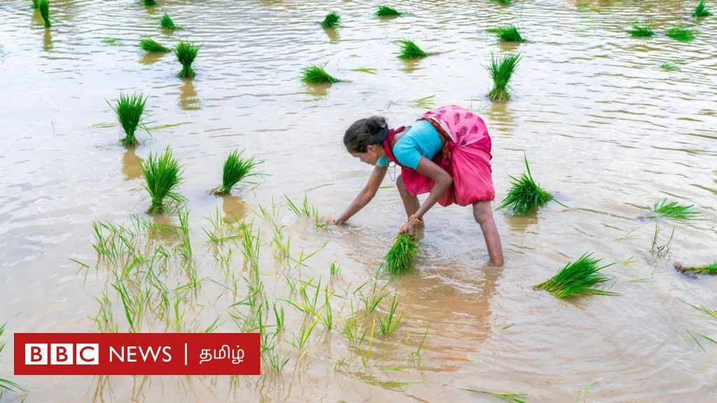 தமிழ்நாடு: மழை நீரில் ஒரு வாரம் மூழ்கிய பயிர்களை காப்பது எப்படி?