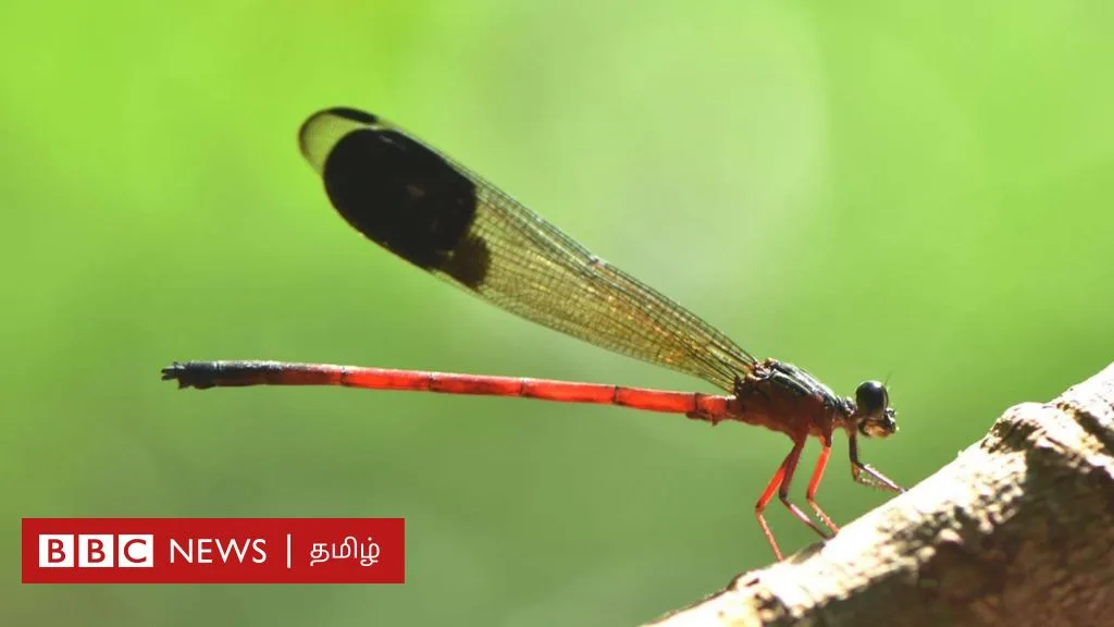 நீலகிரியில் வாழும் 80 வகை தட்டான்பூச்சிகள் தண்ணீரை காக்க உதவப் போவது எப்படி?