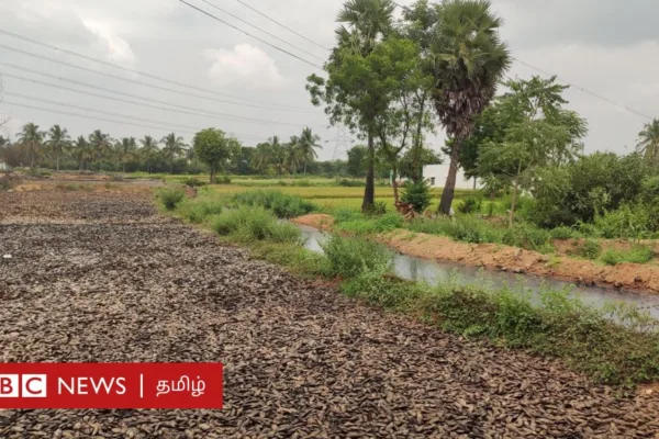 திருப்பத்தூர்: மாம்பழ ஆலைகளால் விளை நிலங்கள் அழிகிறதா? விவசாயிகள் கூறுவது என்ன?