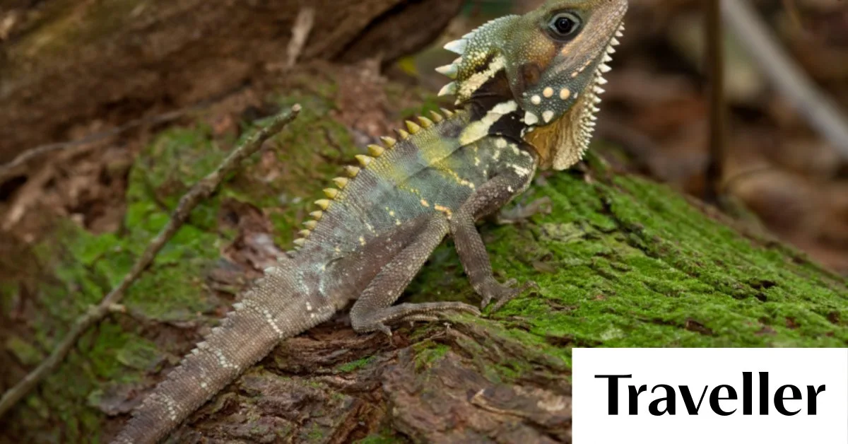 வெப்பமண்டல வடக்கு குயின்ஸ்லாந்தின் மழைக்காடுகளில் காணப்படும், பாய்டின் வன டிராகன் ஒரு உண்மையான ஆஸி விலங்கு ஐகான்