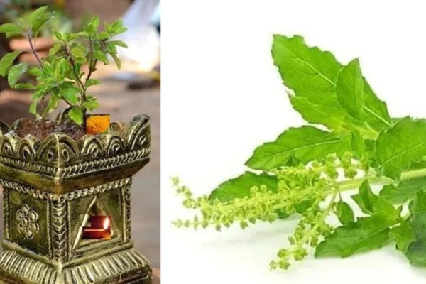 Tulasi Worship : கார்த்திகை மாதத்தில் இந்த ஒரு வழிபாடு செய்யுங்கள் உங்கள் கடன் முழுதும் நீங்கும்!