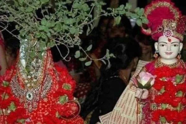 Tulsi Wedding: துளசி திருமணத்தின் முக்கியத்துவம்; யோகம்; நேரம் பற்றி தெரியுமா மக்களே!