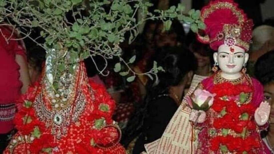 Tulsi Wedding: துளசி திருமணத்தின் முக்கியத்துவம்; யோகம்; நேரம் பற்றி தெரியுமா மக்களே!