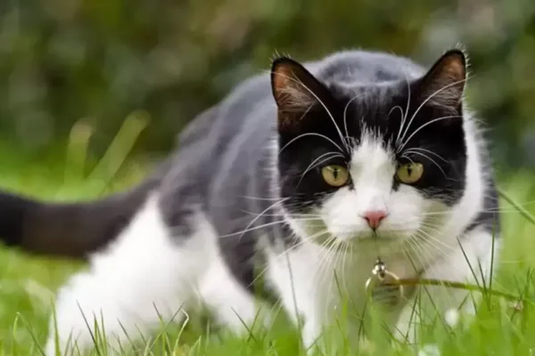 Cat in Dream : கனவில் பூனை வந்தால் ஆபத்தா? இதோ பாருங்க!