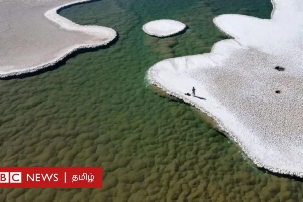 ஸ்ட்ரோமாடோலைட்: 350 கோடி ஆண்டுகளுக்கு முன் தோன்றிய உயிருள்ள பாறைகள் - எங்கே உள்ளன?