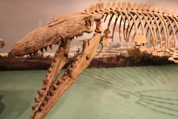 இந்த பெரிய ஜப்பானிய 'டிராகன்கள்' பண்டைய பெருங்கடல்களை வேட்டையாடின