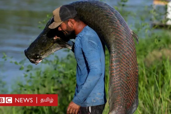 அராபைமா: இந்த ஆளுயர மீனின் அடங்காப் பசிக்கு இரையாவது என்ன தெரியுமா?