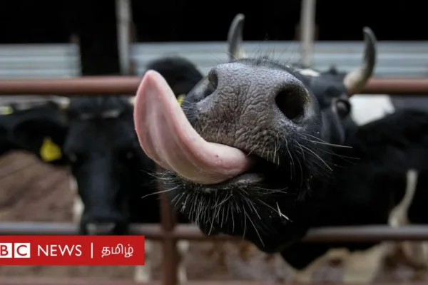 நியூசிலாந்து: மாடுகள் ஏப்பம் விடுவதைக் கட்டுப்படுத்த இந்த நாடு கோடிக்கணக்கில் செலவிடுவது ஏன்?