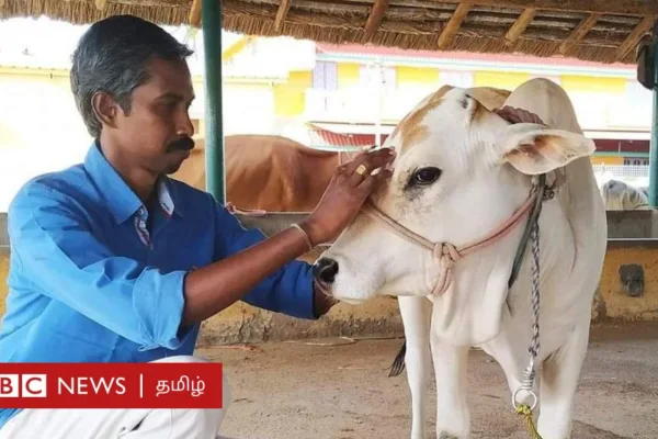 சேலம்: ஜல்லிக்கட்டு போட்டியில் வெல்ல காளைக்கு சேவல் உணவாக தரப்படுகிறதா? நடந்தது என்ன?