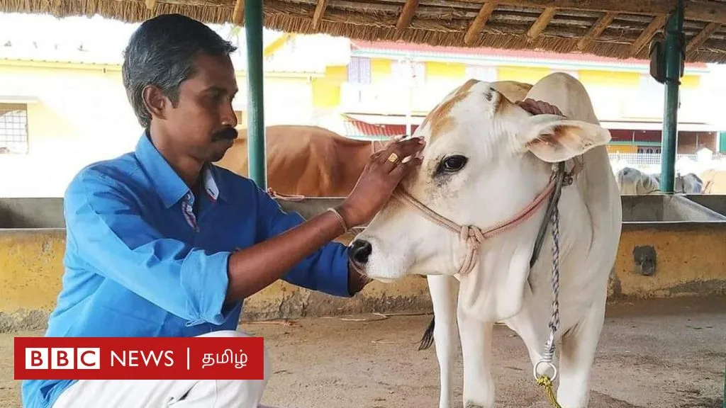 சேலம்: ஜல்லிக்கட்டு போட்டியில் வெல்ல காளைக்கு சேவல் உணவாக தரப்படுகிறதா? நடந்தது என்ன?