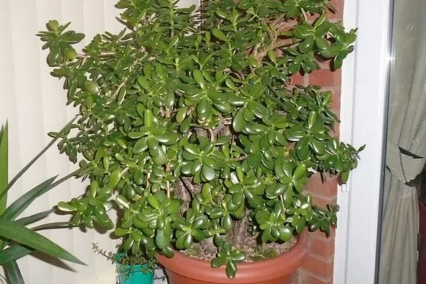 Jade plant: உங்கள் வீட்டில் கடன் தொல்லை நீங்கி பண மழை பெய்ய வேண்டுமா? குபேர செடியை மறக்காதீங்க மக்களே..!