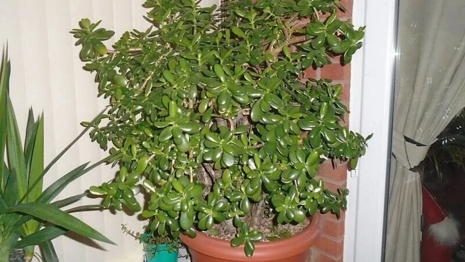 Jade plant: உங்கள் வீட்டில் கடன் தொல்லை நீங்கி பண மழை பெய்ய வேண்டுமா? குபேர செடியை மறக்காதீங்க மக்களே..!