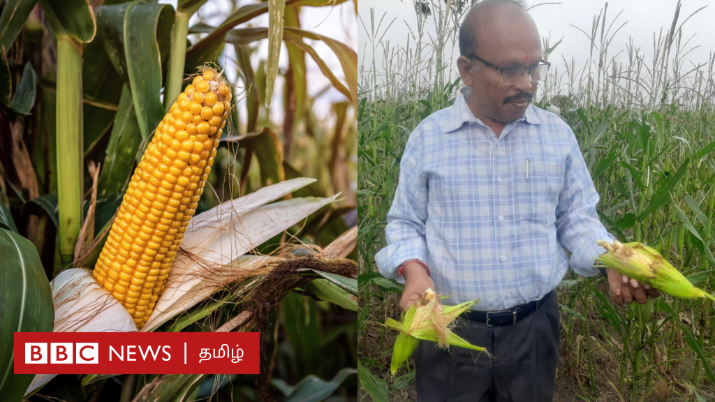 பாப்கார்ன் செய்ய உதவும் மக்காச்சோளம் அழியும் ஆபத்து: என்ன காரணம்? தடுப்பது எப்படி?
