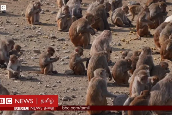 மனித இயல்புகளை புரிந்து கொள்ள உதவும் குரங்கு தீவு