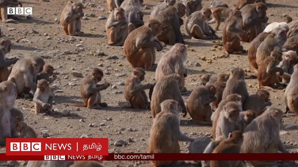 மனித இயல்புகளை புரிந்து கொள்ள உதவும் குரங்கு தீவு
