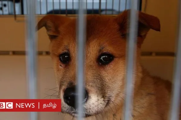 நாய் இறைச்சிக்கு தடை: தென் கொரியாவில் நூற்றாண்டு கால உணவுப் பழக்கத்தை ஒழிப்பது ஏன்?