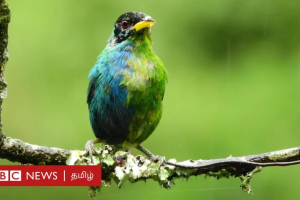 அதிசய பறவை: பாதி ஆண், மறுபாதி பெண் - எப்படி சாத்தியம்?