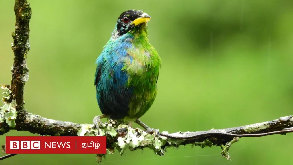 அதிசய பறவை: பாதி ஆண், மறுபாதி பெண் - எப்படி சாத்தியம்?