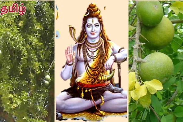 Problem Solving Tree : தீராத பிரச்சனைகளை தீர்த்து.. வாழ்வில் ஐஸ்வர்யத்தை பெற இந்த மரத்தை வழிபடுங்கள்!