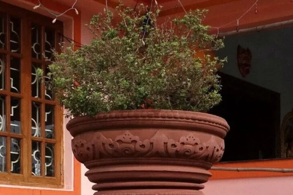 Tulsi Vastu Tips: துளசி செடிக்கு இந்த நாளில் மட்டும் தண்ணீர் ஊத்திடாதீங்க.. ஏன்  தொட்டியில் வளர்க்கணும் தெரிஞ்சுக்கோங்க!