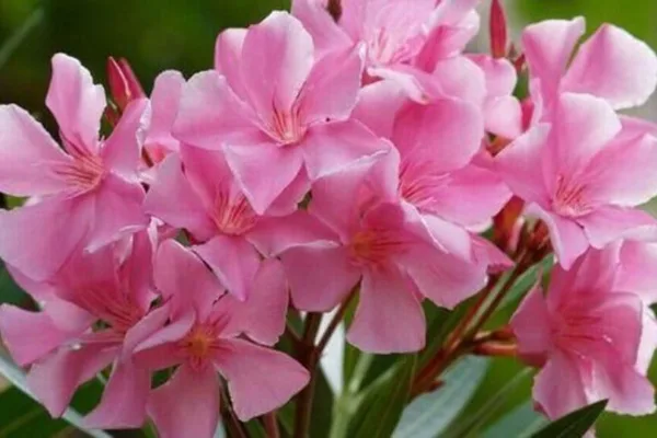 Oleander flower: வீட்டில் அமைதி நிலவ அரளி செடியை வீட்டில் வளர்க்கலாமா? வாஸ்து சாஸ்திரம் என்ன சொல்கிறது பாருங்க!