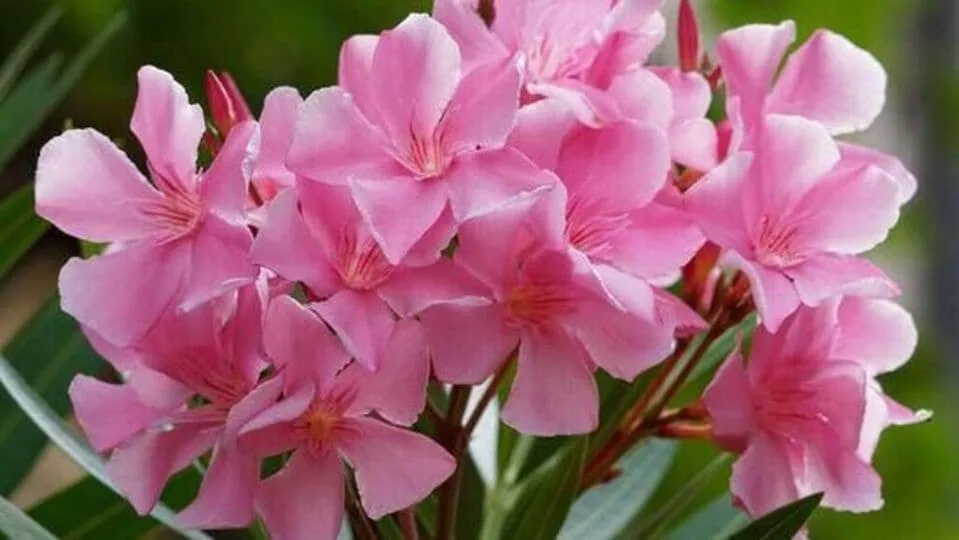 Oleander flower: வீட்டில் அமைதி நிலவ அரளி செடியை வீட்டில் வளர்க்கலாமா? வாஸ்து சாஸ்திரம் என்ன சொல்கிறது பாருங்க!
