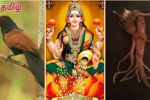 Increase Money : வீட்டில் இந்த வேர் இருந்தால் போதும்.. பணம் பல மடங்கு பெருகுமாம்.. அதற்கு நாம் செய்ய வேண்டியது என்ன?
