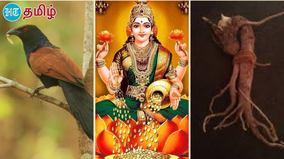 Increase Money : வீட்டில் இந்த வேர் இருந்தால் போதும்.. பணம் பல மடங்கு பெருகுமாம்.. அதற்கு நாம் செய்ய வேண்டியது என்ன?