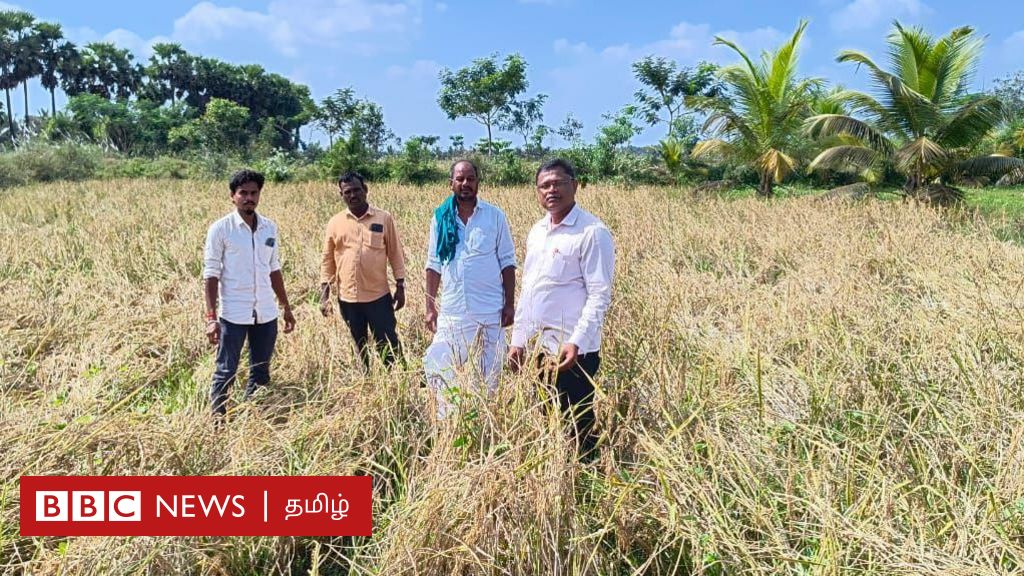 தஞ்சை: தரிசாக விடப்பட்ட நிலத்தில் ஓராண்டுக்குப் பிறகு மூட்டைமூட்டையாக நெல் விளைந்தது எப்படி?
