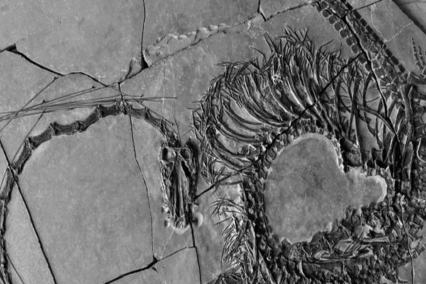 டைனோசெபலோசரஸ் ஓரியண்டலிஸ்: 24 கோடி ஆண்டுகளுக்கு முன் வாழ்ந்த ‘டிராகனின்’ அபூர்வ புதைபடிவம் எங்கு கிடைத்தது?