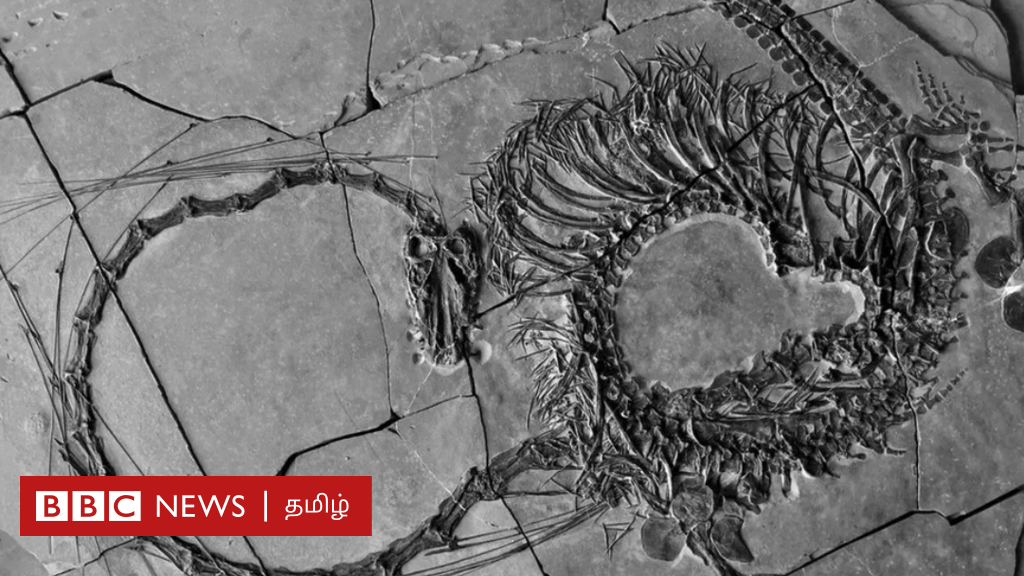 டைனோசெபலோசரஸ் ஓரியண்டலிஸ்: 24 கோடி ஆண்டுகளுக்கு முன் வாழ்ந்த ‘டிராகனின்’ அபூர்வ புதைபடிவம் எங்கு கிடைத்தது?