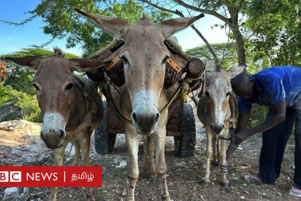 சீனா மருந்து தயாரிக்க ஆப்பிரிக்கா முதல் பாகிஸ்தான் வரை ஒவ்வொரு ஆண்டும் லட்சக்கணக்கான கழுதைகள் கொல்லப்படுகின்றனவா?