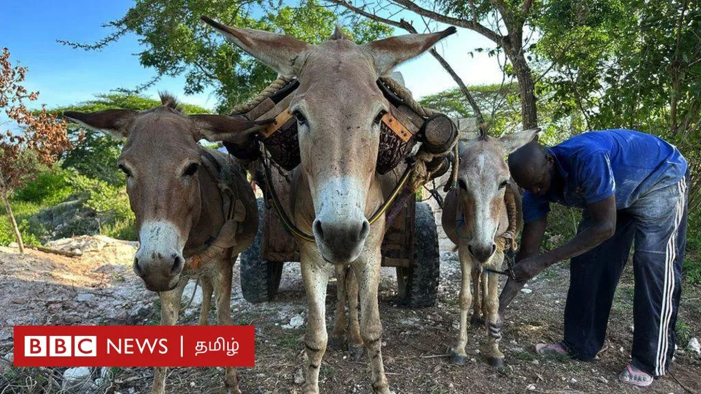 சீனா மருந்து தயாரிக்க ஆப்பிரிக்கா முதல் பாகிஸ்தான் வரை ஒவ்வொரு ஆண்டும் லட்சக்கணக்கான கழுதைகள் கொல்லப்படுகின்றனவா?