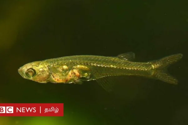 டேனியோனெல்லா செரிப்ரம்: மியான்மரைச் சேர்ந்த ஒரு சென்டிமீட்டர் அளவே இருக்கும் இந்த மீன் புல்டோசர் அளவு சத்தம் எழுப்புவது எப்படி?