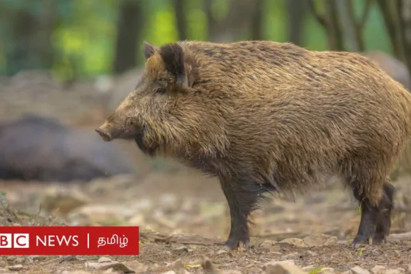 தமிழ்நாடு: காட்டுப் பன்றிகளை சுட்டுக் கொல்ல அரசு திட்டமிடுவது ஏன்?