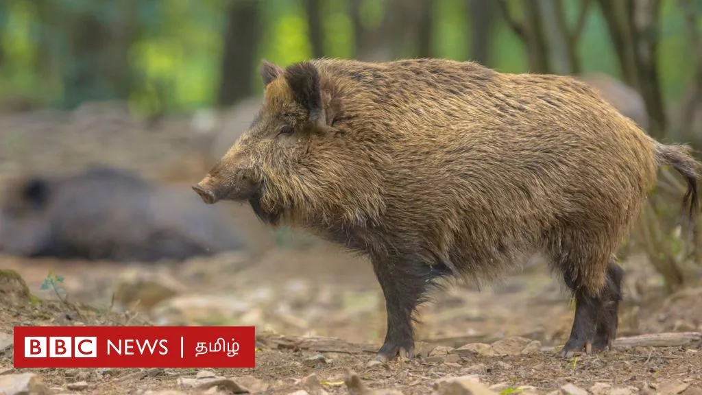 தமிழ்நாடு: காட்டுப் பன்றிகளை சுட்டுக் கொல்ல அரசு திட்டமிடுவது ஏன்?