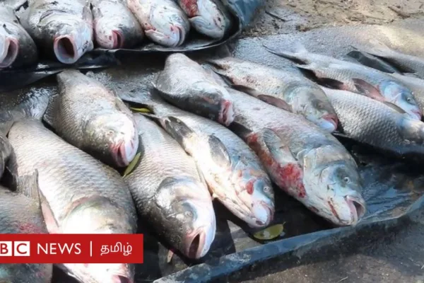 இலங்கை: வரலாறு காணாத அளவில் கிடைக்கும் கணையான் மீன்கள்; நன்நீர் மீனவர்களுக்கு வெள்ளத்தால் விளைந்த 'நன்மை'