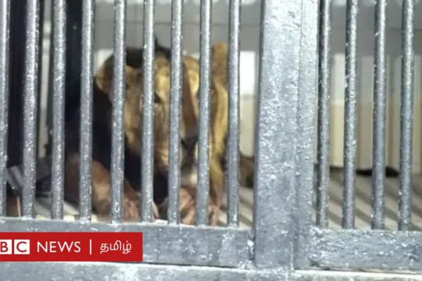 திருப்பதி உயிரியல் பூங்கா: சிங்கம் இருந்த பகுதிக்குள் குதித்த நபருக்கு என்ன ஆனது?