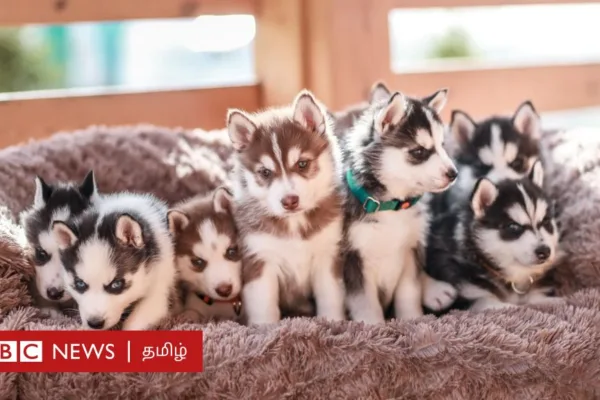 தமிழ்நாடு அரசின் நாய் வளர்ப்பு கொள்கை வரைவு தயார் - 9 ரக நாய்களை இனப்பெருக்கம் செய்ய தடை ஏன்?