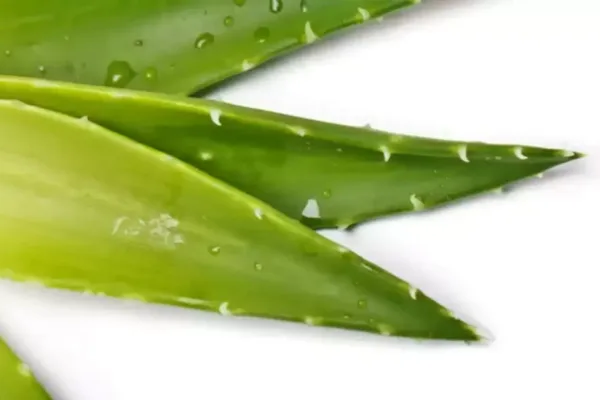 AloeVera Vastu Tips: நேர்மறை ஆற்றலுடன், பணத்தை கொட்டி கொடுக்கும் கற்றாழை பரிகாரம்