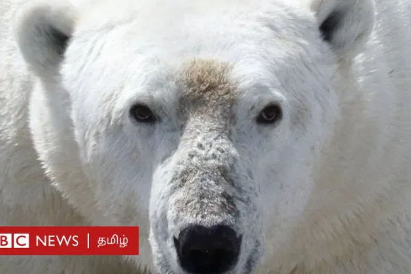 துருவக்கரடிகள் பட்டினிக்கு இரையாகும் அவலம்: உணவு கிடைக்காதது ஏன்? விளைவு என்ன?