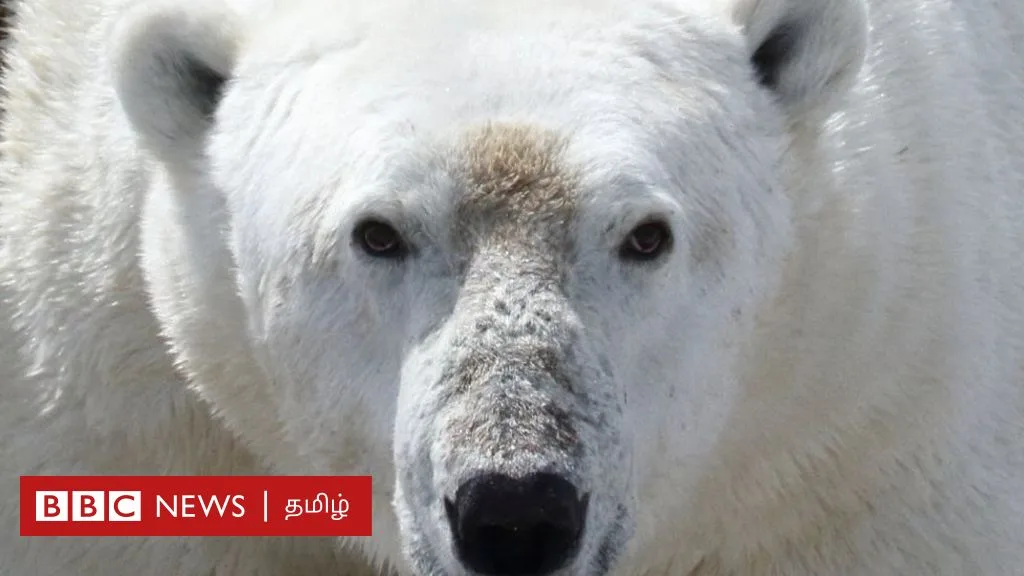 துருவக்கரடிகள் பட்டினிக்கு இரையாகும் அவலம்: உணவு கிடைக்காதது ஏன்? விளைவு என்ன?