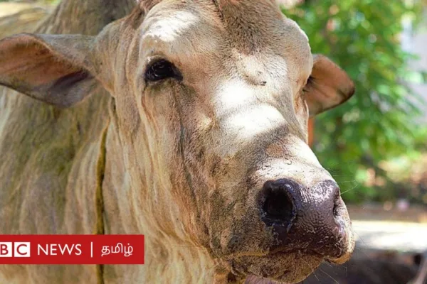 தமிழ்நாடு: மாடுகளுக்கு பரவும் பெரியம்மை நோய் மனிதர்களுக்கும் பரவுமா?
